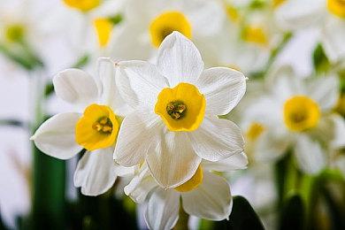 《CARD OF LEGEND: AWAKEN ANGELS》将于10月15日起参加SNF